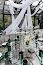 Green House-mini